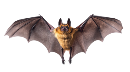  Flying bat isolated on white background, PNG