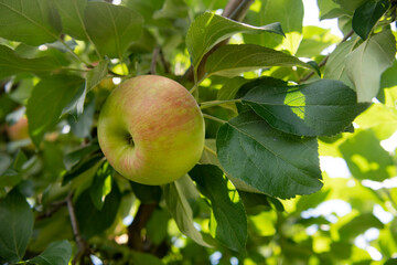 An apple hangs on an apple tree branch among the foliage. Close-up.
