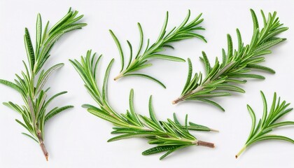 Obraz premium Collection of Rosemary twig and green leaves for food menu isolated on white background. Generated image