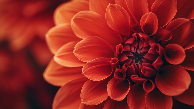 a close up of a flower