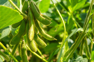 Soybean Pod: Golden Glow Under the Sunlight.