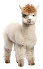 PNG Baby alpaca portrait animal mammal.