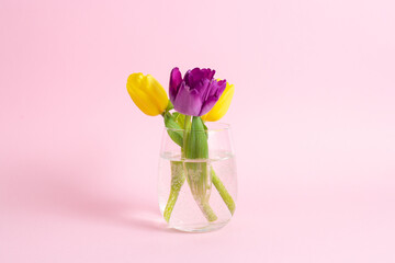 tulips in a vase - glass, delicate shades