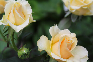 yellow rose close up