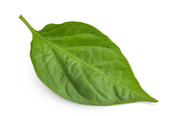 Obraz premium Sweet pepper leaf closeup isolated on white background