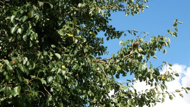 Starling bird damage ripening pear on a fruit tree, close up and selective focus. Birds cause problems for fruit producers