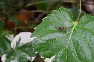 View of the two stilt legged flies mating on top of a leaf