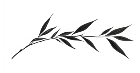 PNG Leaf drawing plant line.