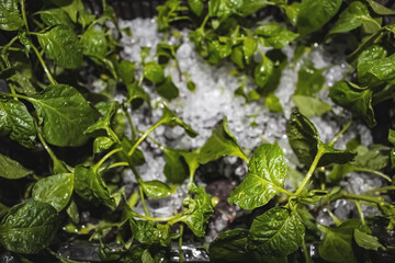 Fresh green plants nestled in ice, showcasing a unique agriculture method during early morning hours