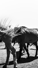 Fototapeta premium Horse Tail close-up in motion
