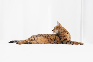 Cute Bengal cat lying in bed. Cozy home background with funny pet.