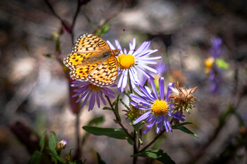 The great spangled fritillary butterfly on the pale purple wildflowers