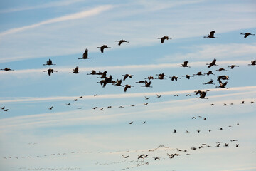 Birds in flight. Flock of cranes returning from warm lands in blue spring sky..