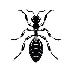 Ants silhouette illustration color Icon on White and
 black Vector Backgrounds.