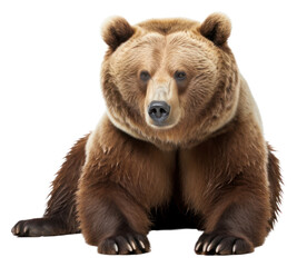 Fototapeta premium PNG A Bear bear wildlife mammal.