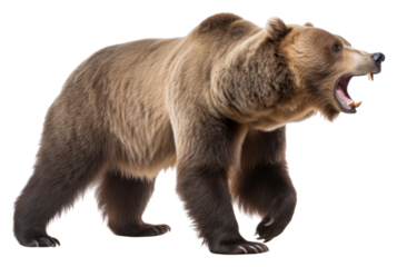 PNG A Bear bear wildlife mammal.