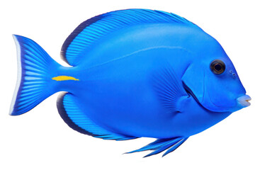 Naklejka premium PNG Blue tang animal fish white background.