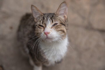 The term has also been used as an elaborate way of referring to common domestic short-haired cats . white gray cat . The European Shorthair, in FIFe and European Shorthair in WCF is a breed of cat.