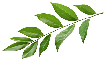 Fototapeta premium PNG Natural green leaves plant herbs leaf.