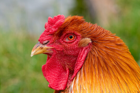 Head shot of a Welsummer Cockerel