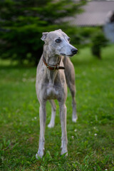 Fototapeta premium Dog whippet gray outside on the lawn. 