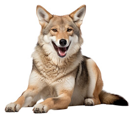 PNG Smiling coyote mammal animal wolf.