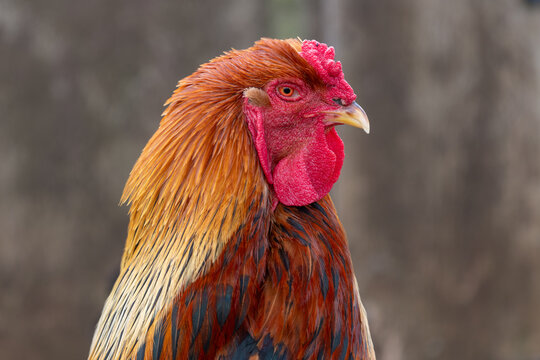 Head shot of a Welsummer Cockerel