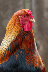 Close up of a Welsummer Cockerel