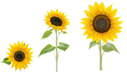 Sunflowers on a transparent background