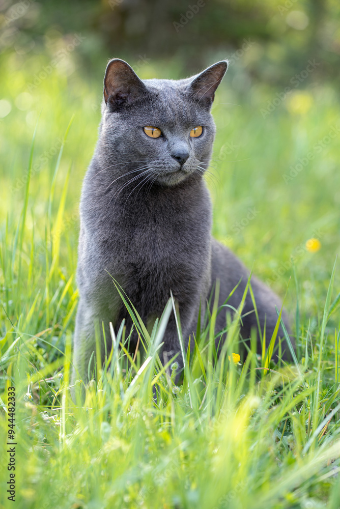 Wall mural Adult male Chartreux cat sitting in a green meadow
