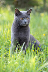 Adult male Chartreux cat sitting in a green meadow
