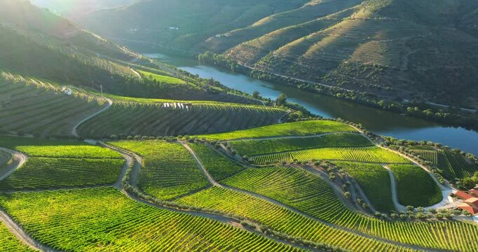 Aerial shot of terraced vineyards in the Douro Valley in Portugal. Flying over vineyards at sunset.
