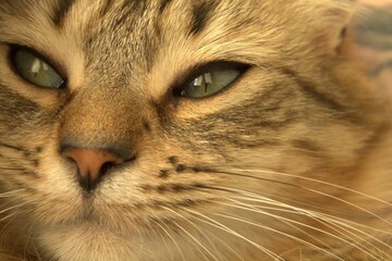 Laisse moi dormir humain ;)