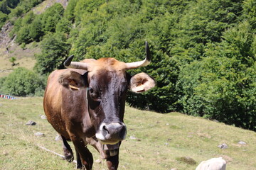 Je ne suis pas un steack