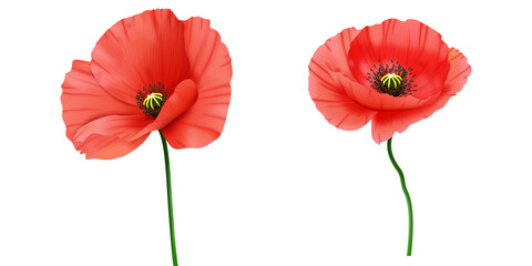 Czerwone mak - letnie polne kwiaty. Ręcznie rysowana botaniczna ilustracja.   © Monika