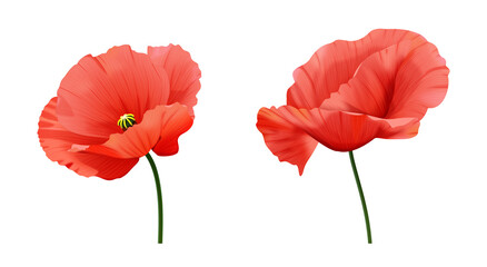 Czerwone mak - letnie polne kwiaty. Ręcznie rysowana botaniczna ilustracja.   © Monika