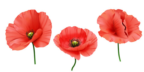 Czerwone mak - letnie polne kwiaty. Ręcznie rysowana botaniczna ilustracja.   © Monika