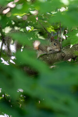 squirrel in the forest