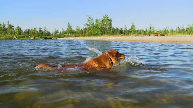 dog in the water