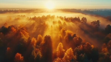 Naklejka premium Golden sunrise illuminates misty forest landscape with vibrant autumn colors and soft light in the early morning