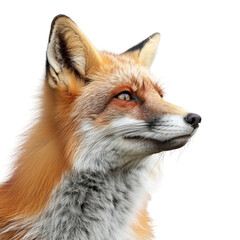 Fototapeta premium red fox isolated on white