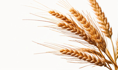 Golden wheat stalks stand tall against a white background