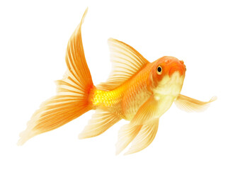 gold fish isolated on white