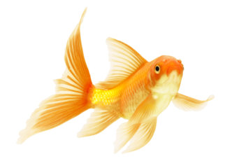 gold fish isolated on white