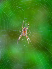 Garden Spider