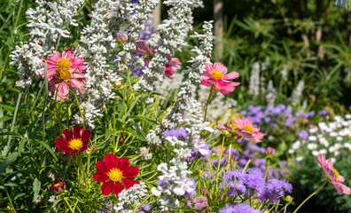 Colourful flower borders, photographed in the August sun at Capel Manor, Enfield UK. 