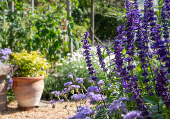 Obraz premium Colourful flower borders, photographed in the August sun at Capel Manor, Enfield UK. 