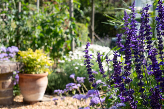 Colourful flower borders, photographed in the August sun at Capel Manor, Enfield UK. 