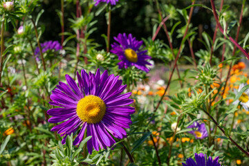 Obraz premium Purple flower of Callistephus chinensis Aster 'Madeleine Giant Single'. Photographed in August sun at Capel Manor, Enfield, London UK.