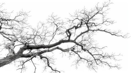 Obraz premium Abstract Bare Tree Branches.